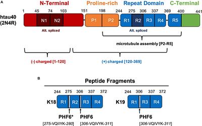 Tau and Membranes: Interactions That Promote Folding and Condensation